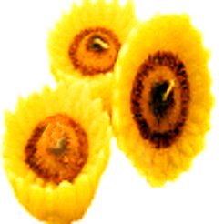 Floating Candles Sunflowers